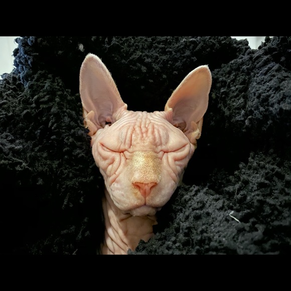 Meet your Posher, Hillary - Picture 1 of 1